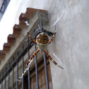 Silver Argiope