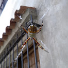 Silver Argiope