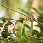 Plumed Basilisk