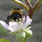 Early bumblebee