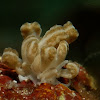 Nudibranch