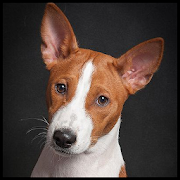 Basenji Wallpaper  Icon