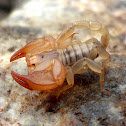 Small Wood Scorpion