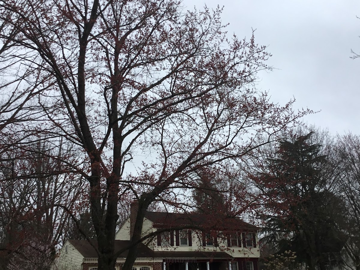 Eastern red bud