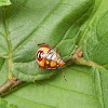 Spined Soldier Bug (Nymph)