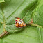 Spined Soldier Bug (Nymph)