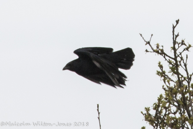 Carrion Crow