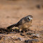 Jungle Babbler