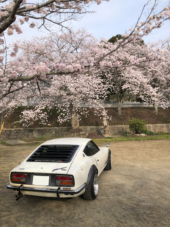 フェアレディZの桜とコラボ・ドライブ・s30z・旧車・4月もよろしくお願い致します🌸に関するカスタム事例の投稿画像11枚目