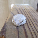 Gray Tree Frog