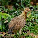 Red Junglefowl