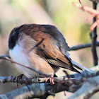 Dark-eyed Junco (Oregon race)