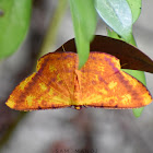 Geometer Moth