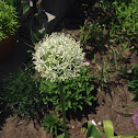 Autumn Onion, Pink Wild Onion, Prairie Wild Onion, Prairie Onion.