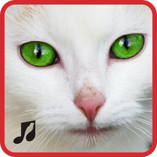 Android application Cat Sounds &amp; Ringtones screenshort