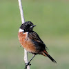 Stonechat; Tarabilla Común