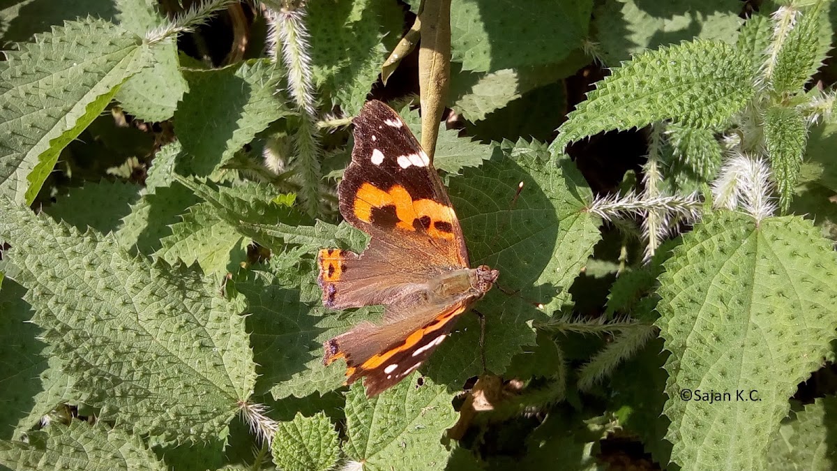 Indian Red Admiral