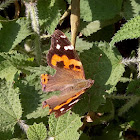 Indian Red Admiral