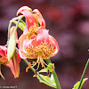 Leopard Lily