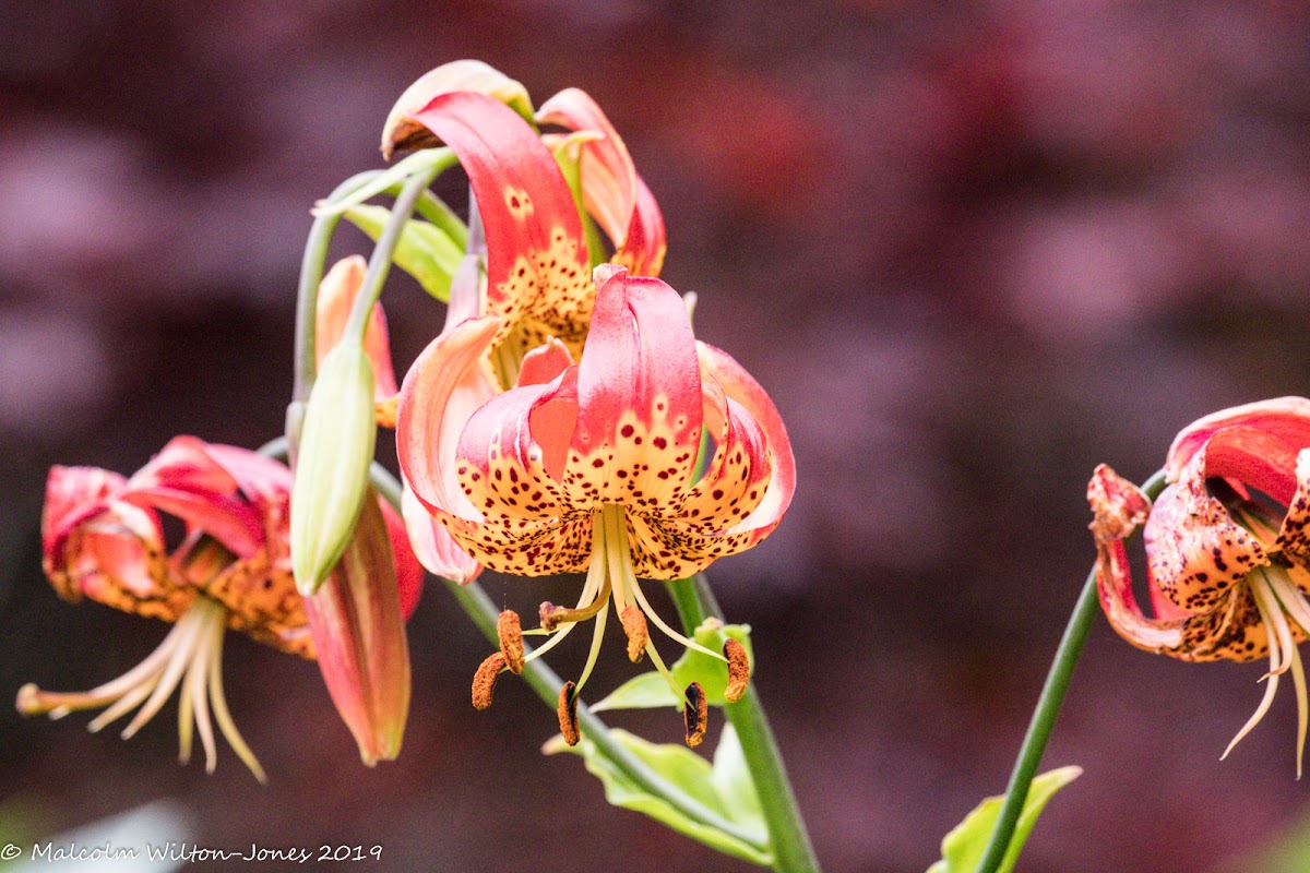 Leopard Lily