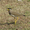 Yellow Wattled Lapwing