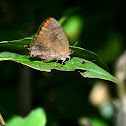 Large Oak Blue