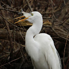 Great Egret (Catching a Fish)