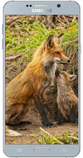 Fox Wallpaper HD(圖7)-速報App
