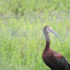 White-faced ibis