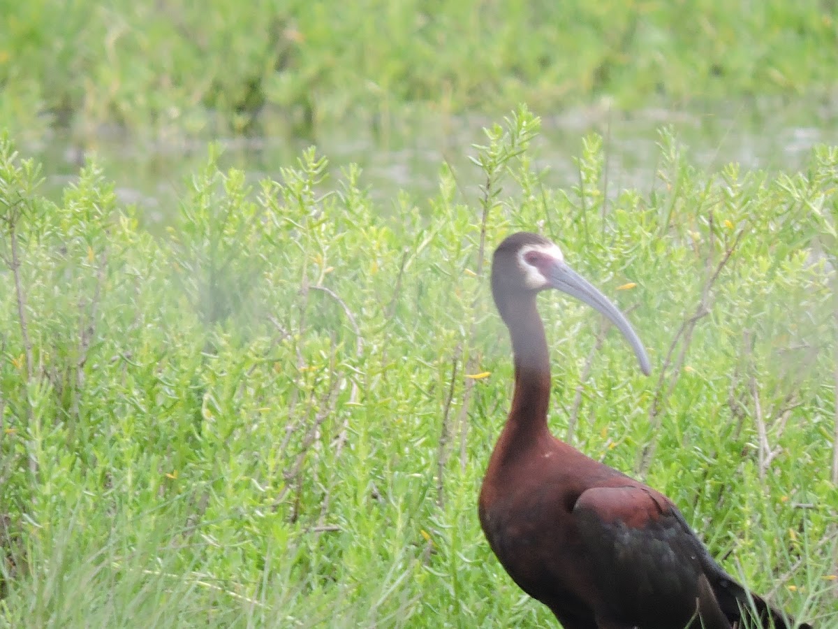 White-faced ibis