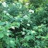 Elder berry flower