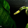 Red-tailed Green Rat Snake