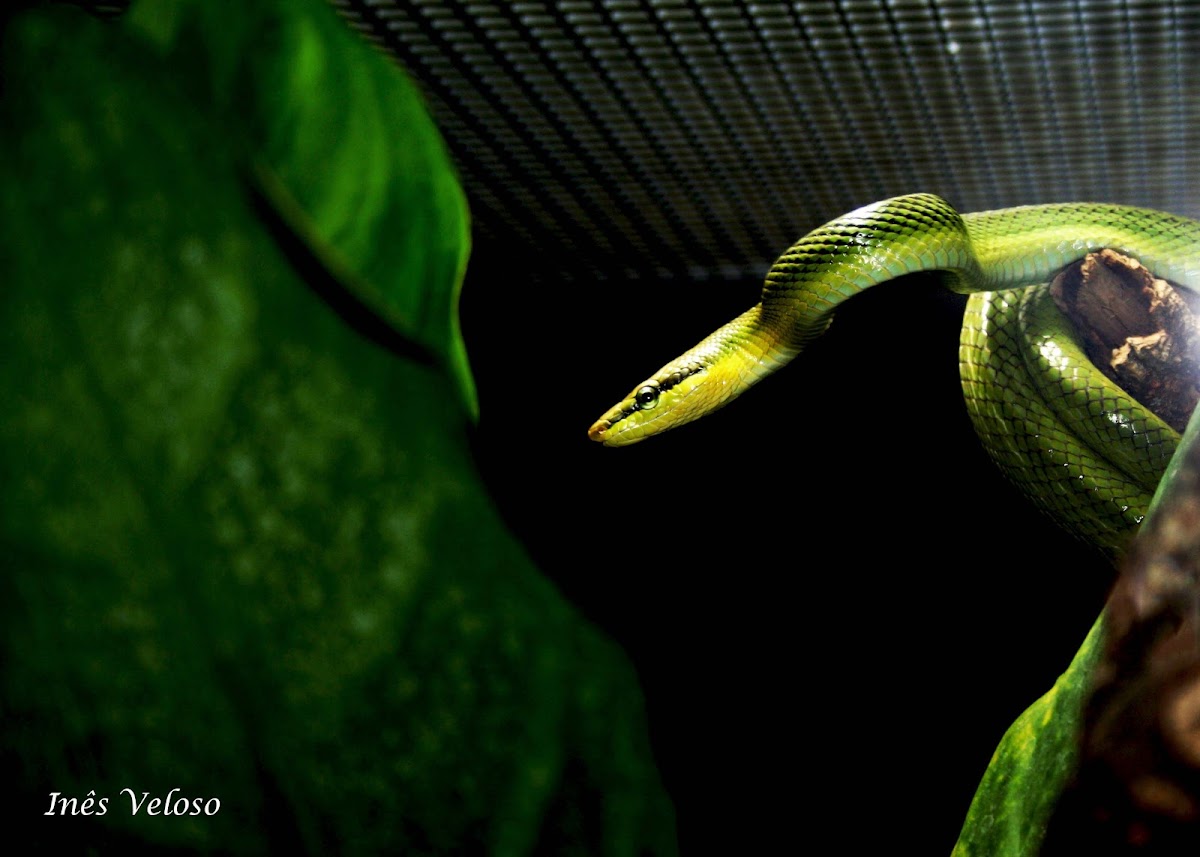 Red-tailed Green Rat Snake