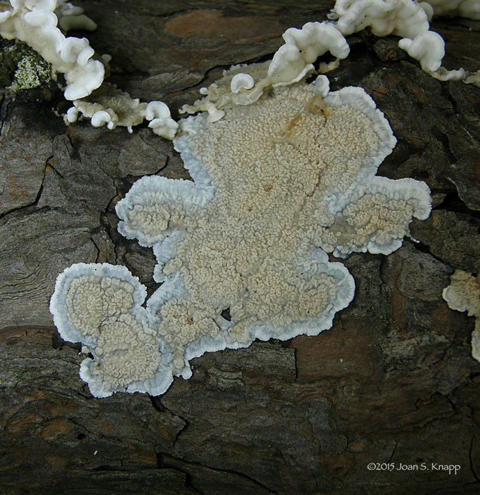 Crust Fungus, Serpula himantioides