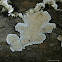 Crust Fungus, Serpula himantioides