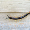 Giant red headed centipede