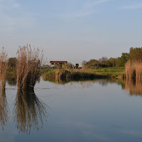 canne sul lago di 