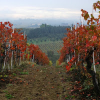 Filari in Toscana di 