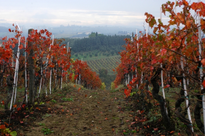 Filari in Toscana di marco cerrai