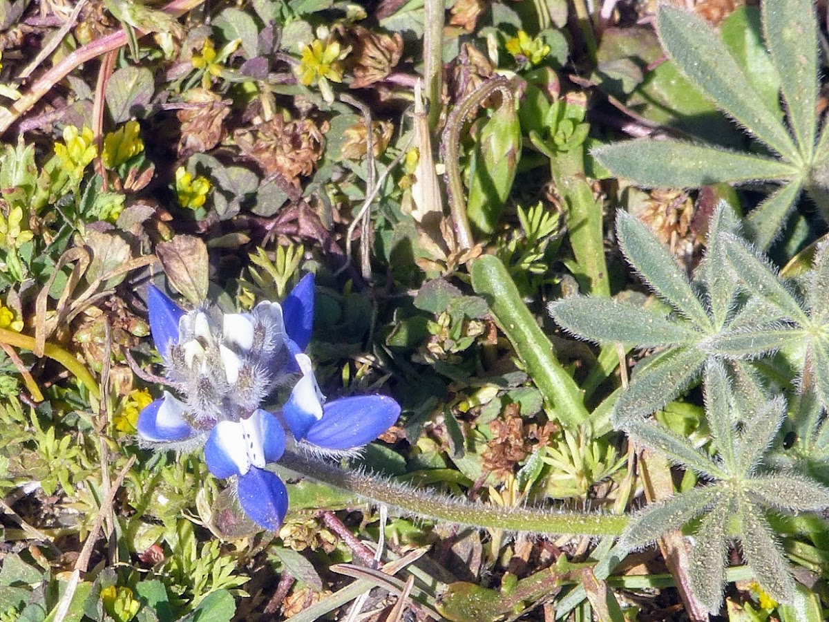 miniature lupine