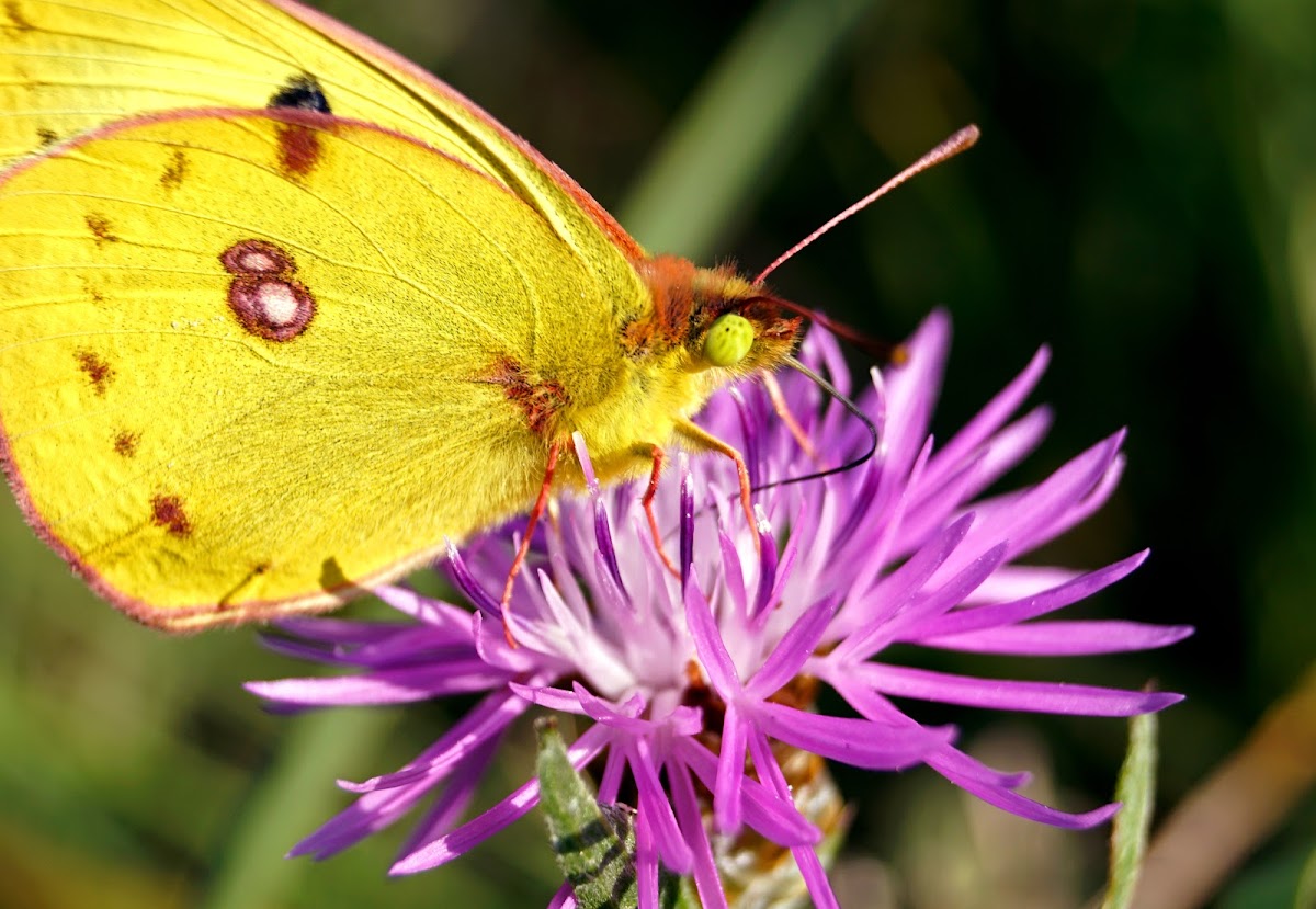 Berger's Clouded Yellow