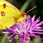 Berger's Clouded Yellow