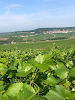 VIGNES EN CHAMPAGNE