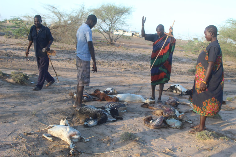 Residents of Kakwanyang in Turkana Central staring at the carcasses of goats and sheep swept by raging waters caused by heavy rains in Turkana County
