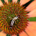 European Earwig