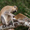 Cercopiteco verde (Vervet monkey)