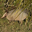 Nine-banded Armadillo