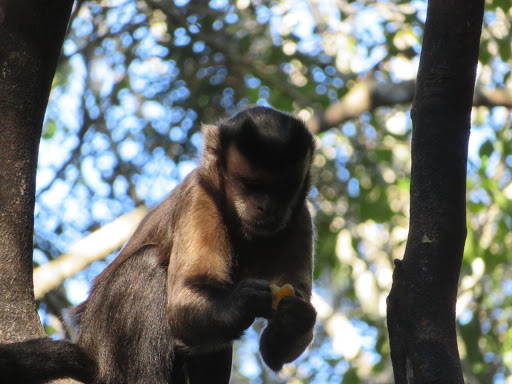 Monkeying Around in South Africa 2017