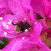 Light purple Rhododendron