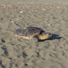 Loggerhead Sea Turtle